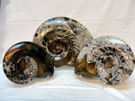 Single Polished Ammonite, No Matrix