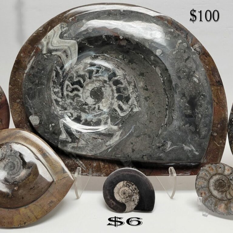 Single Polished Ammonite Fossil