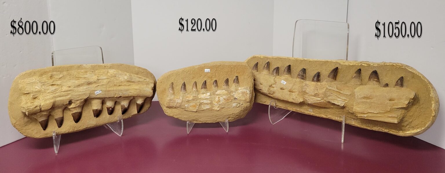 Mososaurus Jaw Fossil w/Real Bone