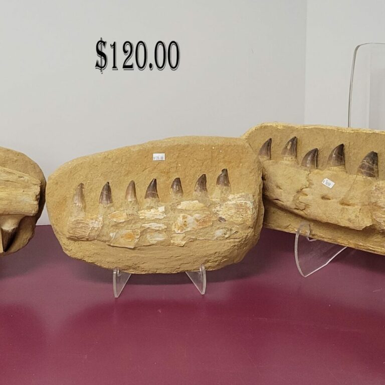Mososaurus Jaw Fossil w/Real Bone