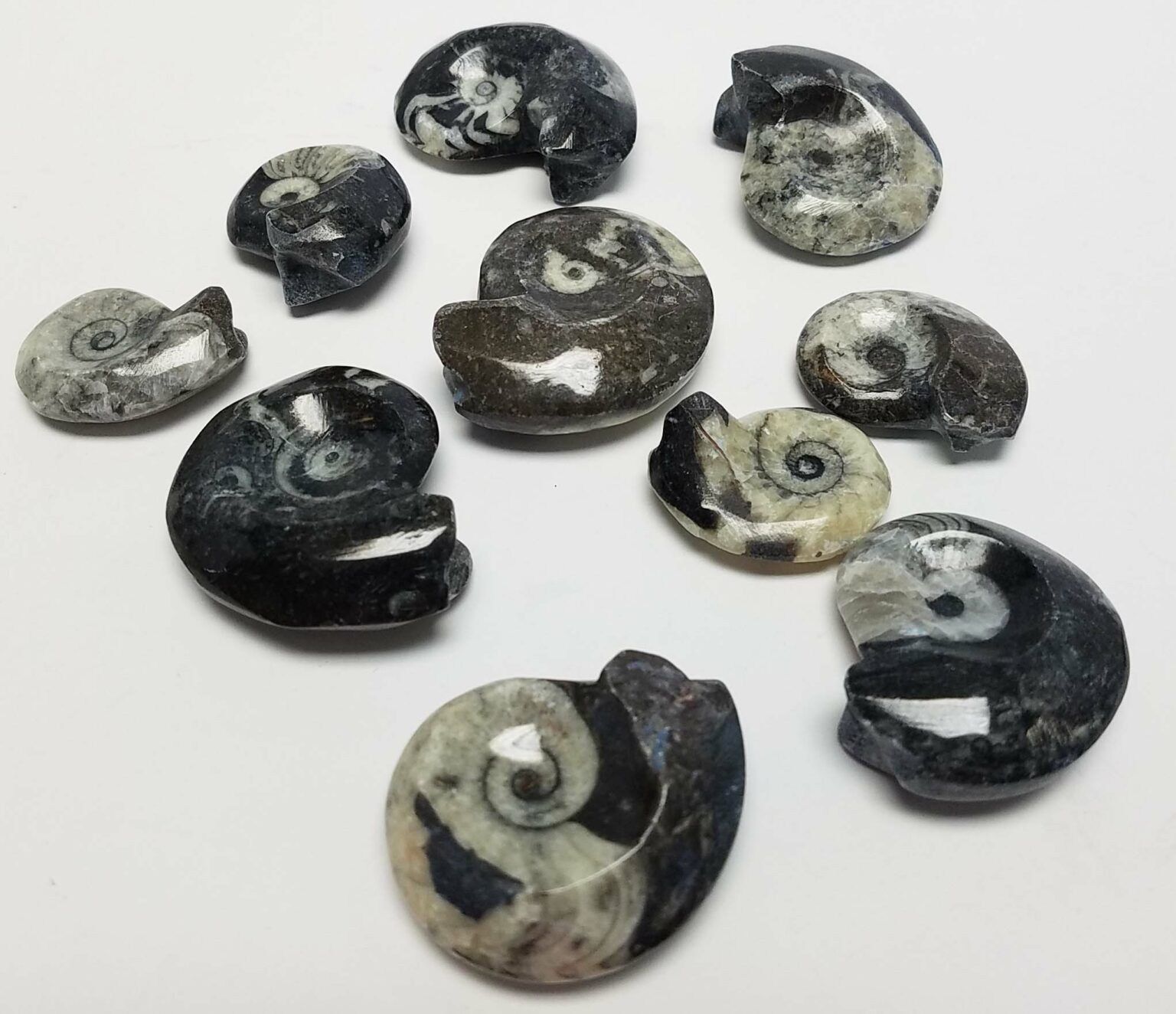 Small Goniatite Fossil