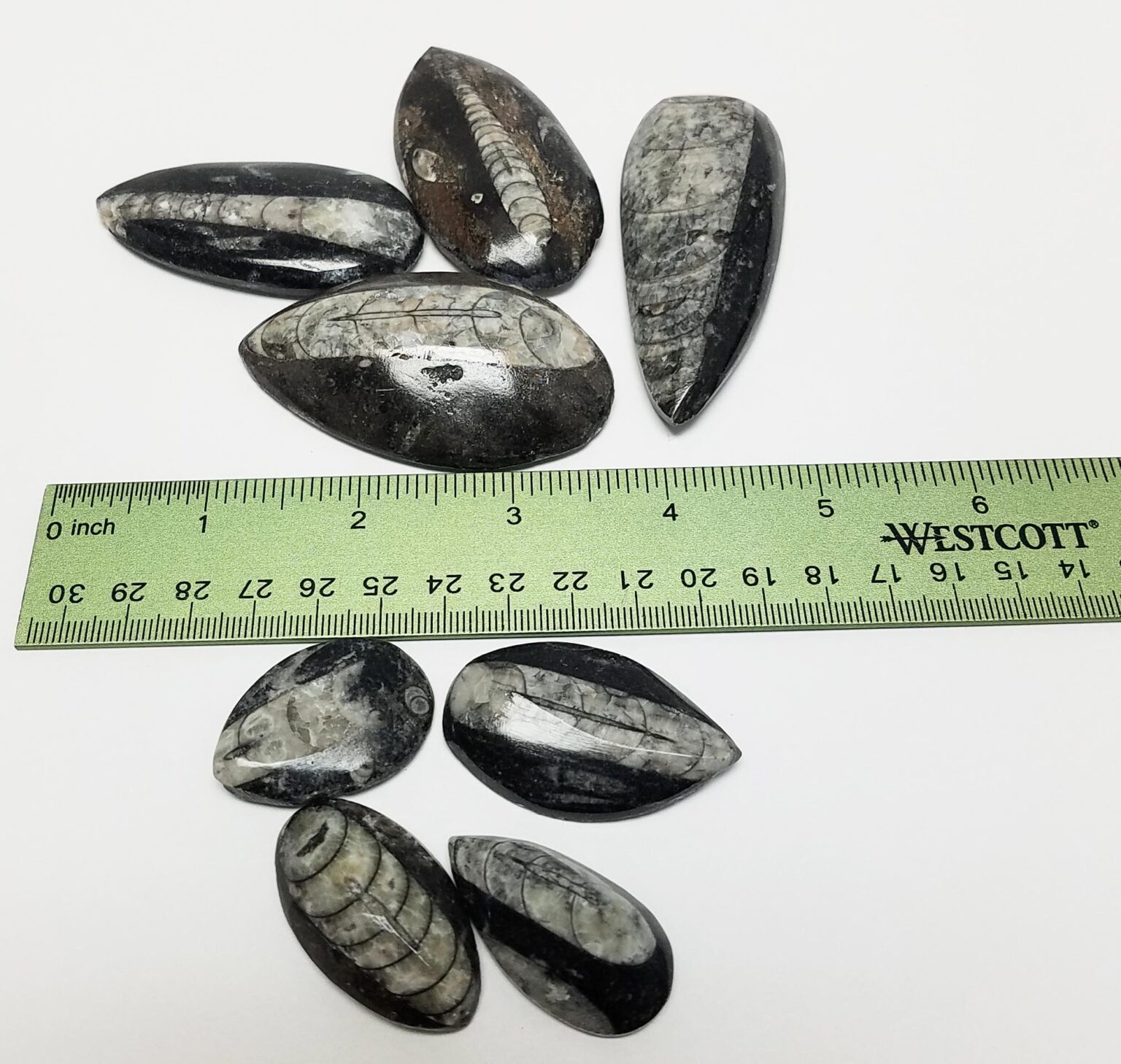 Small Orthoceras Fossil