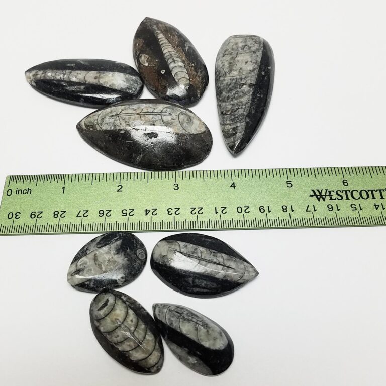 Small Orthoceras Fossil