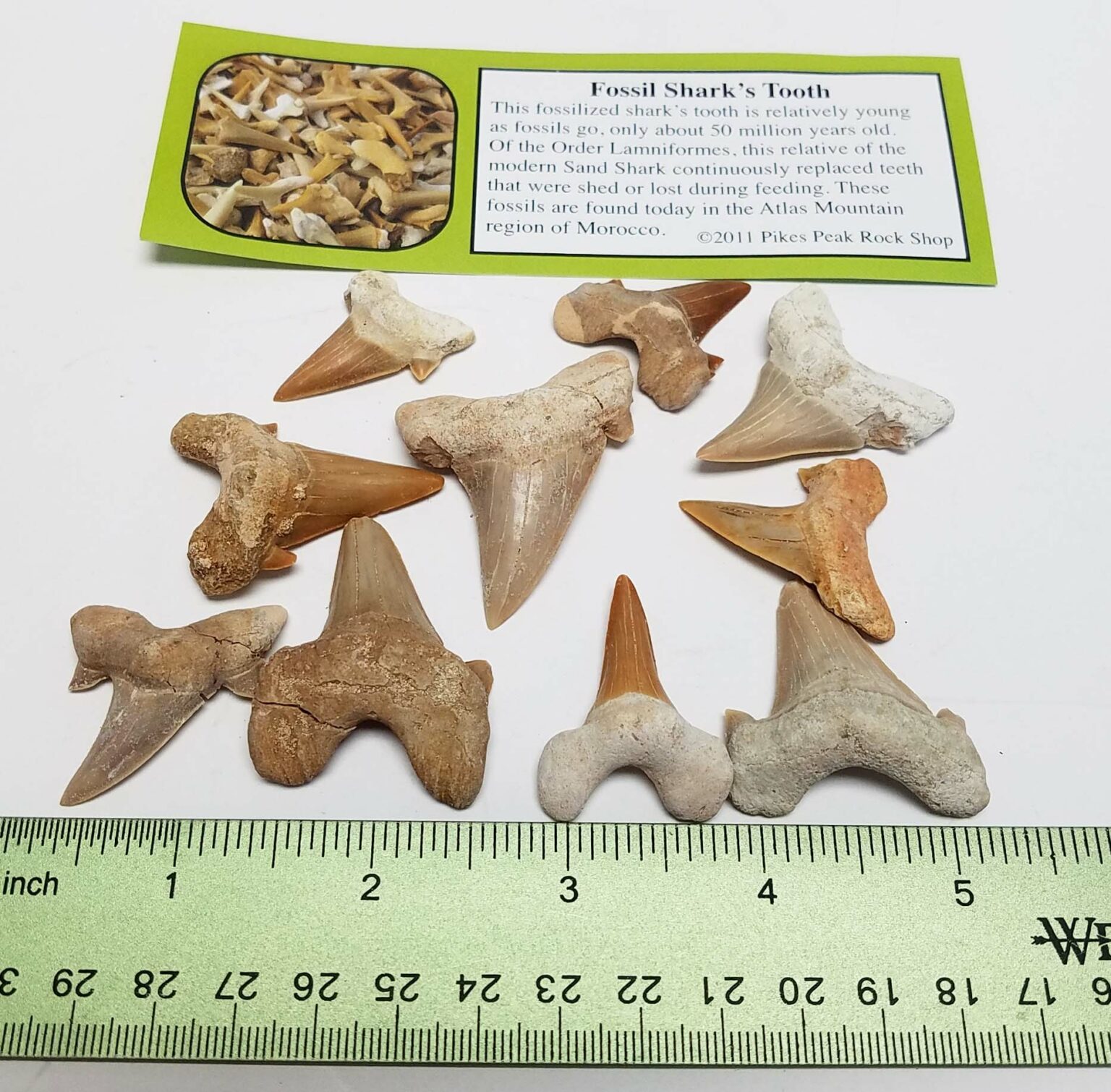 Sharks Teeth no matrix