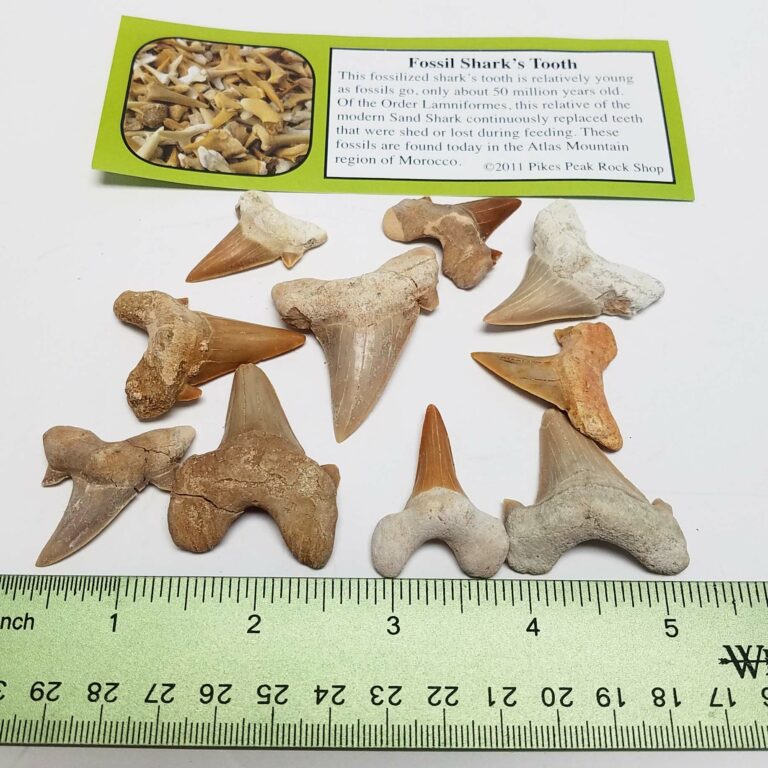 Sharks Teeth no matrix