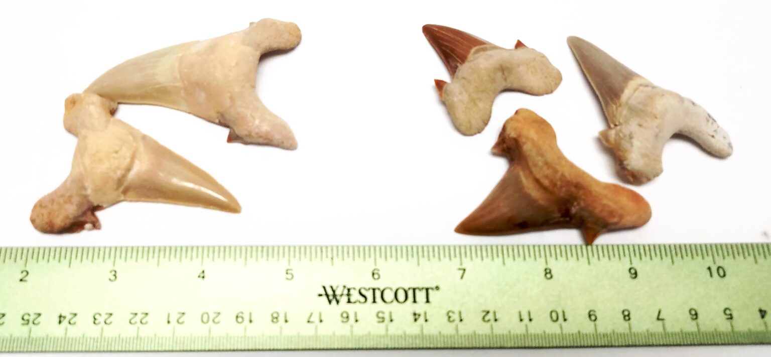 Sharks Teeth no matrix - Image 2