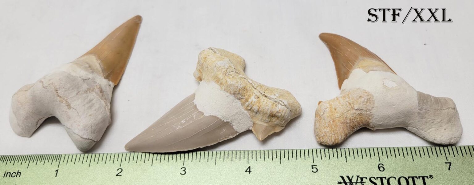 Sharks Teeth no matrix - Image 3