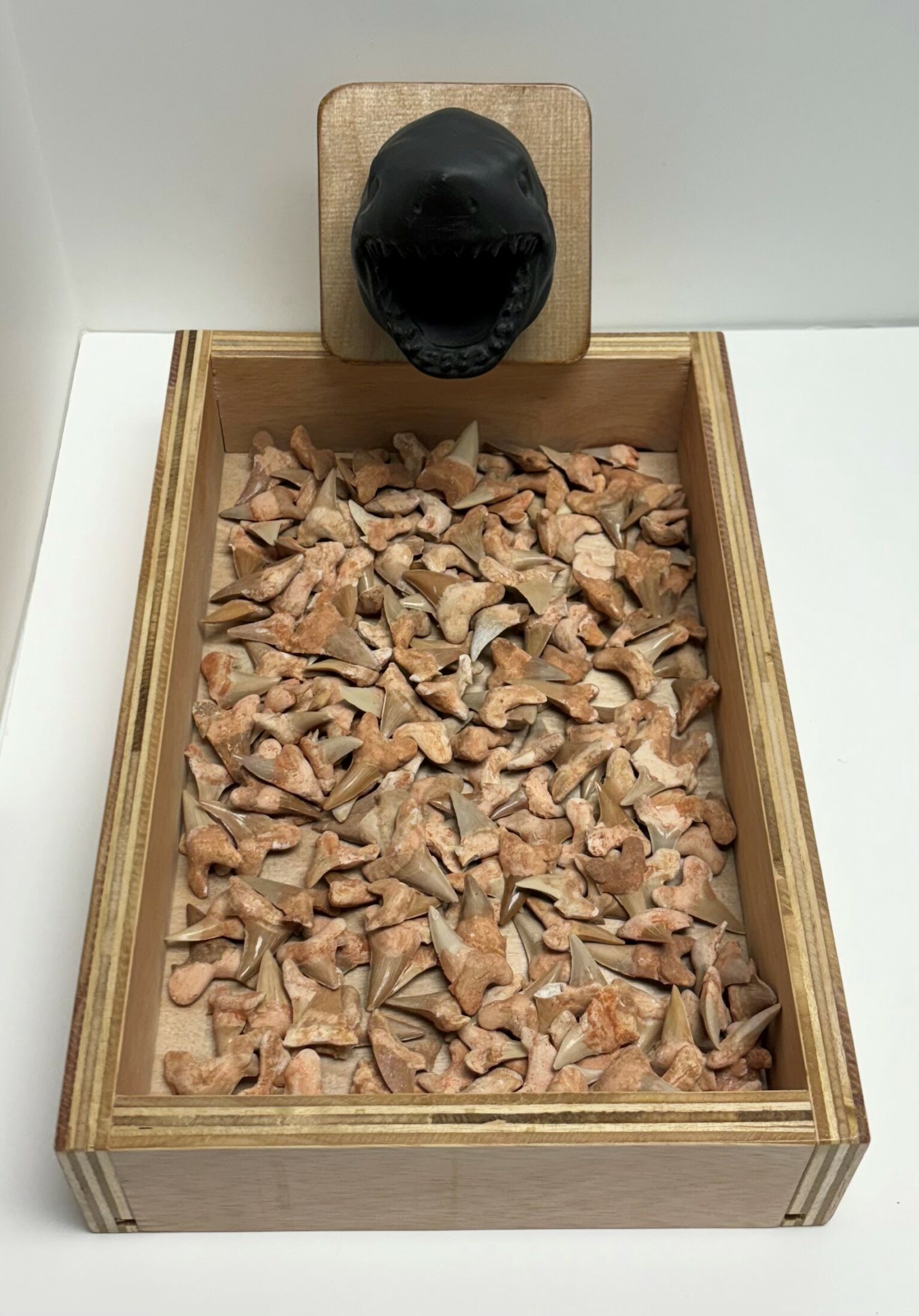 Sharks Tooth Fossil Package