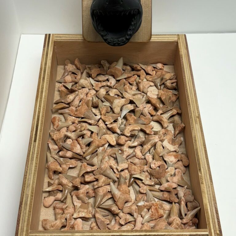 Sharks Tooth Fossil Package