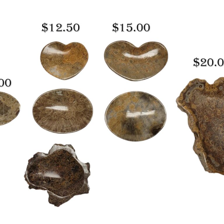 Fossil Coral Dish