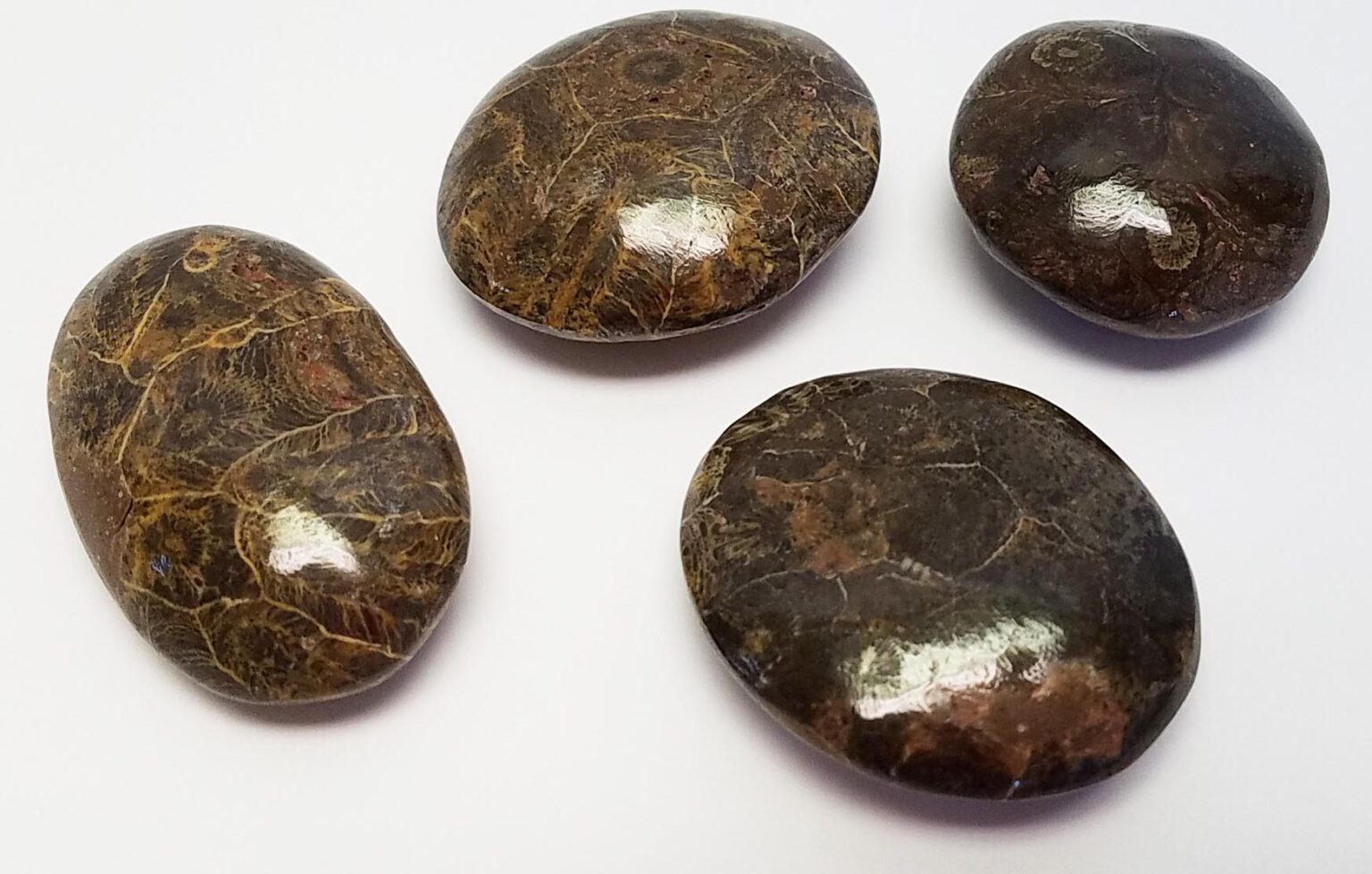 Fossil Coral Pebbles