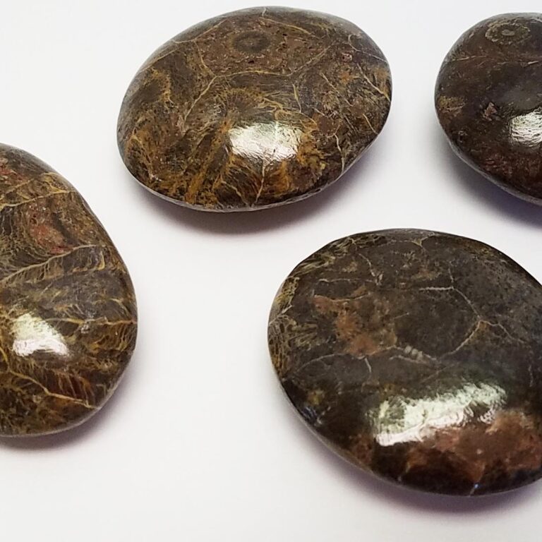 Fossil Coral Pebbles