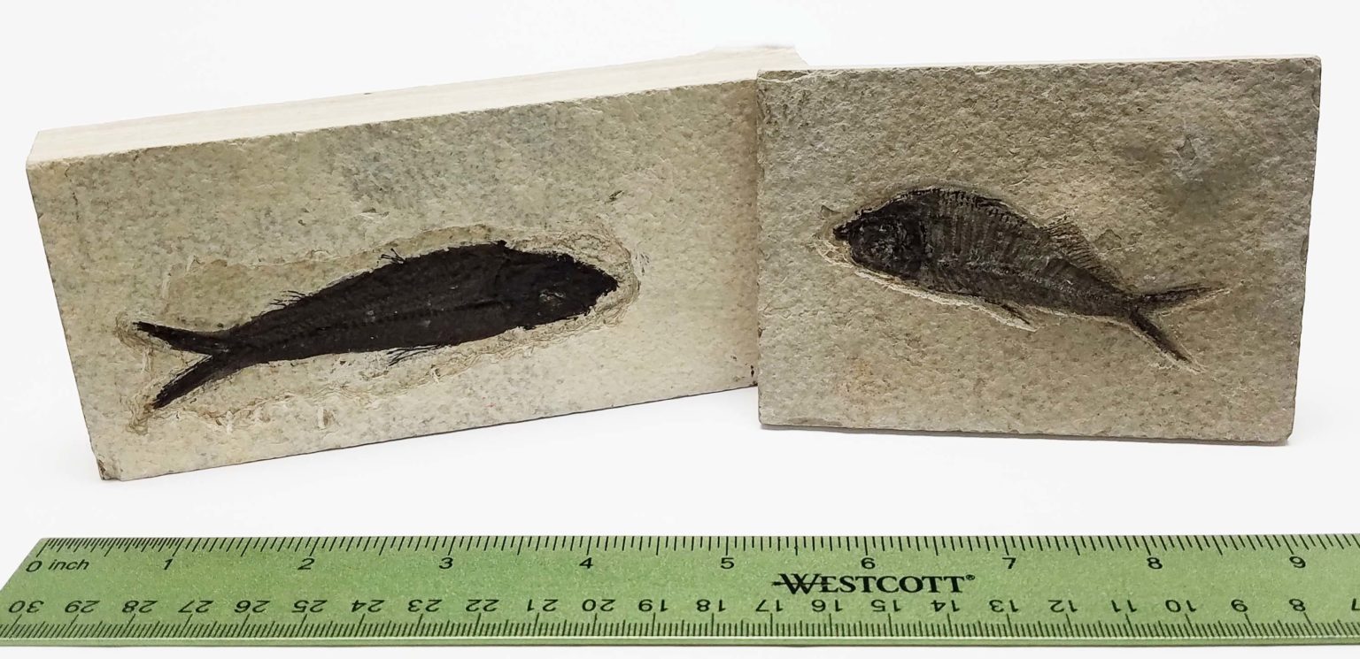 Fossil Fish, Large, Green River Formation