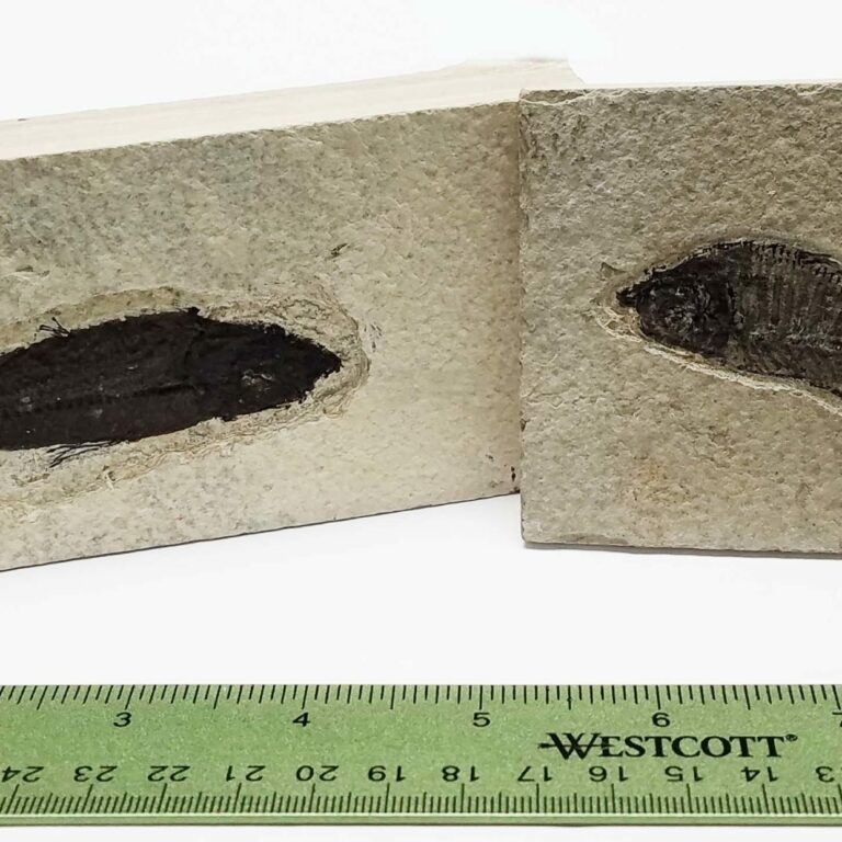 Fossil Fish, Large, Green River Formation