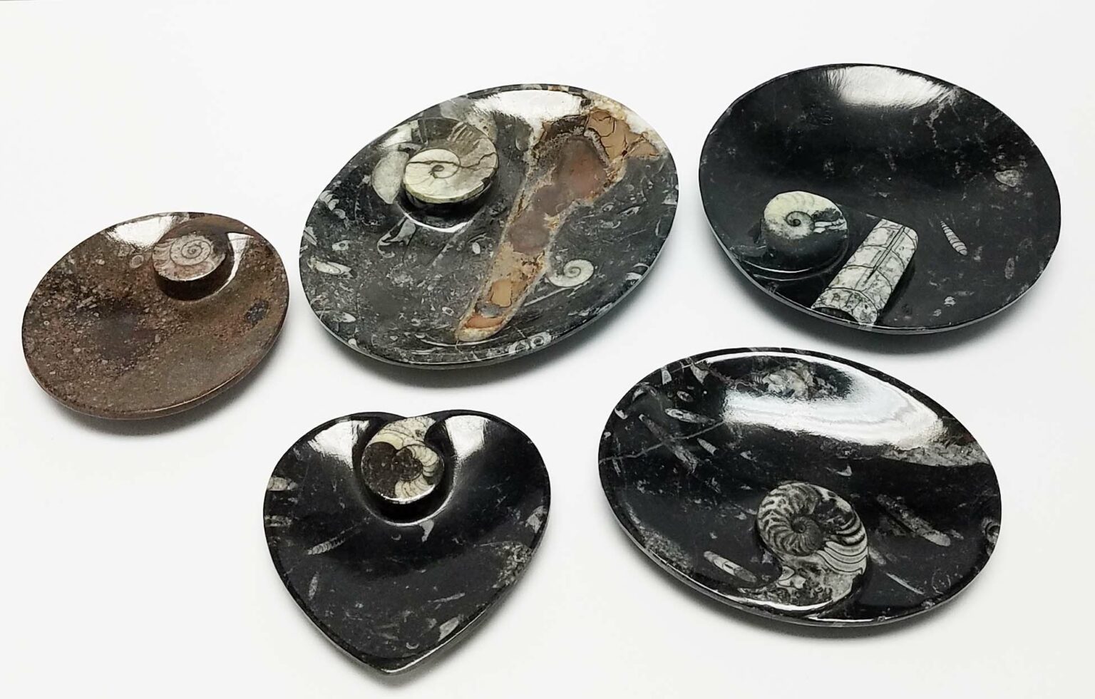 Ammonite Fossil Dishes