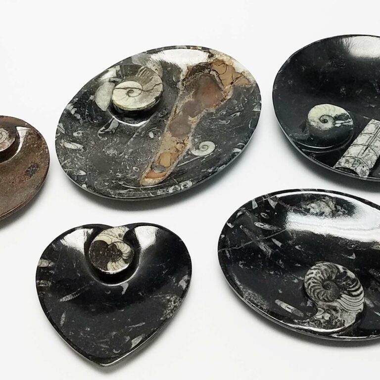 Ammonite Fossil Dishes