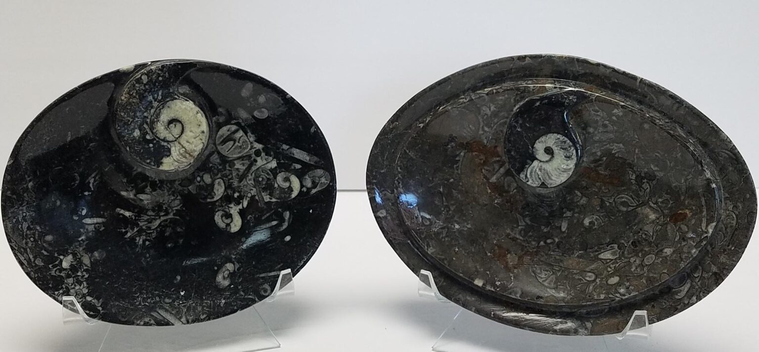 Ammonite Fossil Dishes - Image 2