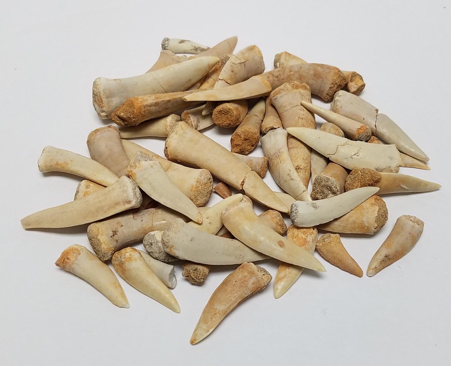 Enchodus Fossil Tooth