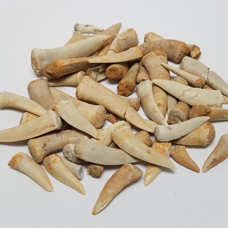 Enchodus Fossil Tooth