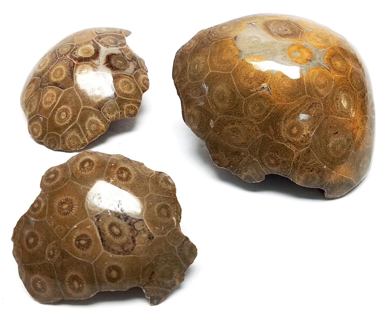 Fossil Coral Free Form, One Side Polished