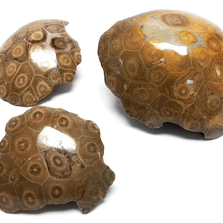 Fossil Coral Free Form, One Side Polished