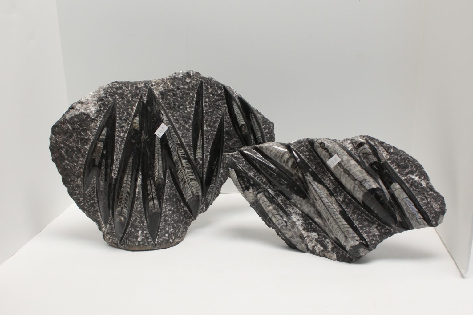 Orthoceras Fossil Plate with Cut Base