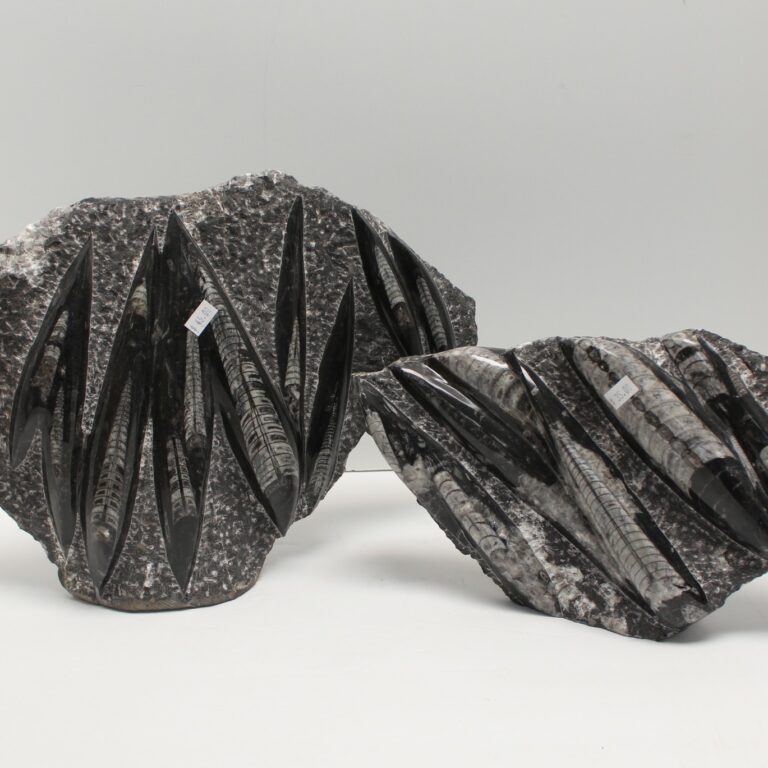Orthoceras Fossil Plate with Cut Base
