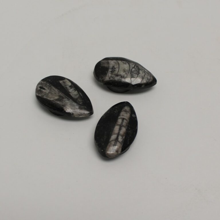 Orthoceras Fossil Magnets