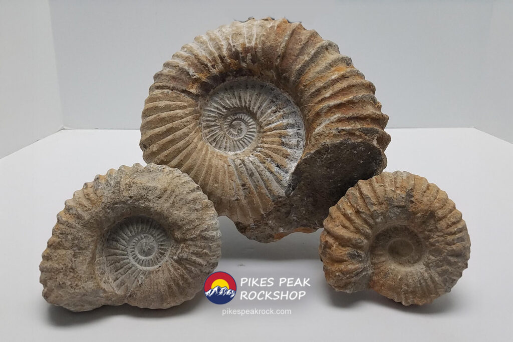fossils displays for retail, wholesale minerals